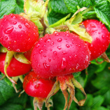 Load image into Gallery viewer, Rosehip Oil, 100% Organic