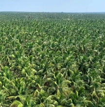 Load image into Gallery viewer, Coconut Oil, 100% Organic