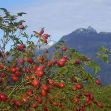 Load image into Gallery viewer, Rosehip Oil, 100% Organic